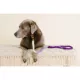 Product Pink Papyrus Nina Purple Ombre Rope Dog Leash: 4-ft long