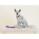 Product Pink Papyrus Nina Purple Ombre Rope Dog Leash: 4-ft long