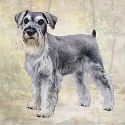 Product E&S Pets Schnauzer Square Coaster