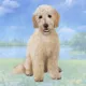 Product E&S Pets Goldendoodle Square Coaster