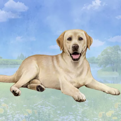 Product E&S Pets Yellow Labrador Square Coaster