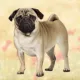 Product E&S Pets Pug Square Coaster