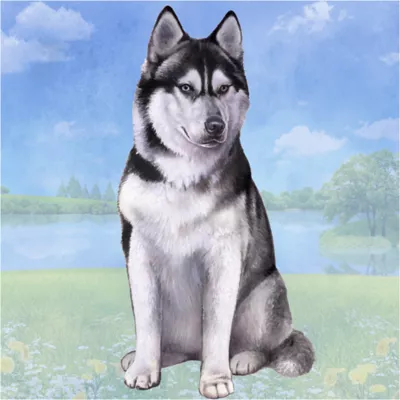 Product E&S Pets Siberian Husky Square Coaster