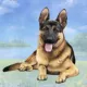 Product E&S Pets German Shepherd Square Coaster