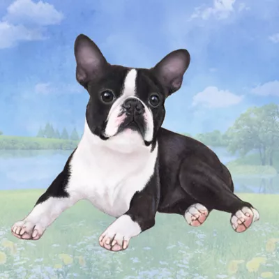 Product E&S Pets Boston Terrier Square Coaster