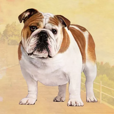 Product E&S Pets Bulldog Square Coaster