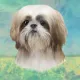 Product E&S Pets Tan and White Shih Tzu Square Coaster