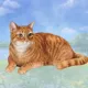 Product E&S Pets Orange Tabby Cat Square Coaster