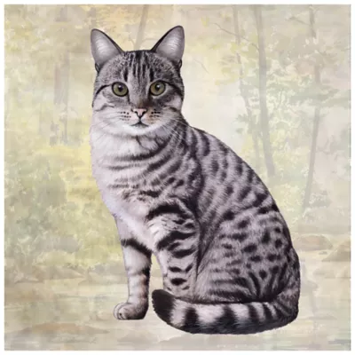 Product E&S Pets Silver Tabby Cat Square Coaster