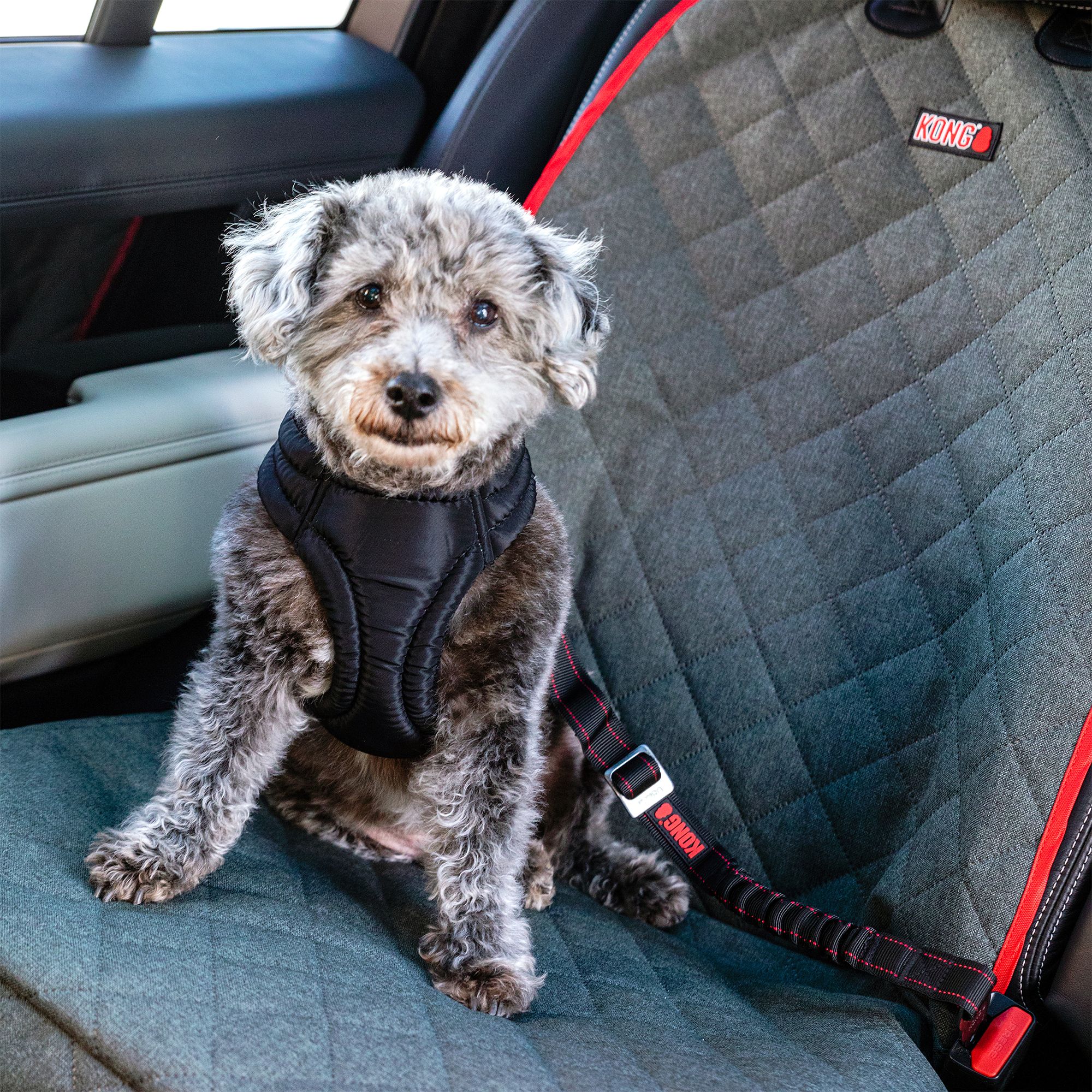 Kong dog hot sale seat belt