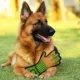 Product Pets First John Deere Work Glove Dog Toy