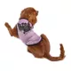 Product Hip Doggie Ivory Ella Halloween Bat Dog Tee