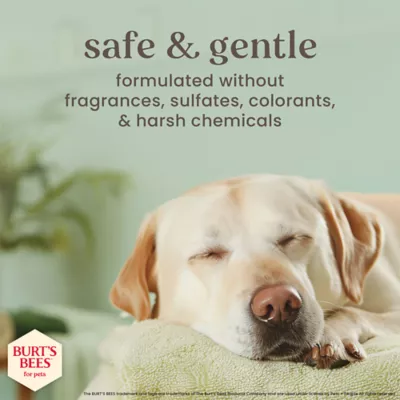 Burt's Bees® Anti-Itch Soothing Dog Spray - Manuka Honey 10 oz - Image 5