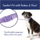 Product Top Paw® Purple Zebra Print Dog Collar