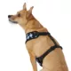 Product Top Paw® Checkered Comfort Dog Harness