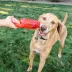 KONG® Jumbler™ Tug Bone Dog Toy (COLOR VARIES) image thumbnail 2