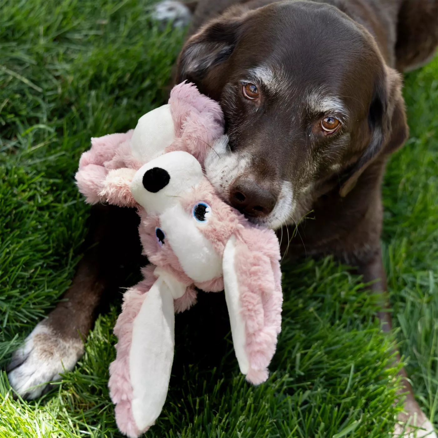 KONG Scrumplez Dog Toy Bunny Medium - Pets Warehouse