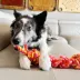 KONG® Rope Bunji Dog Toy (COLOR VARIES) image thumbnail 2