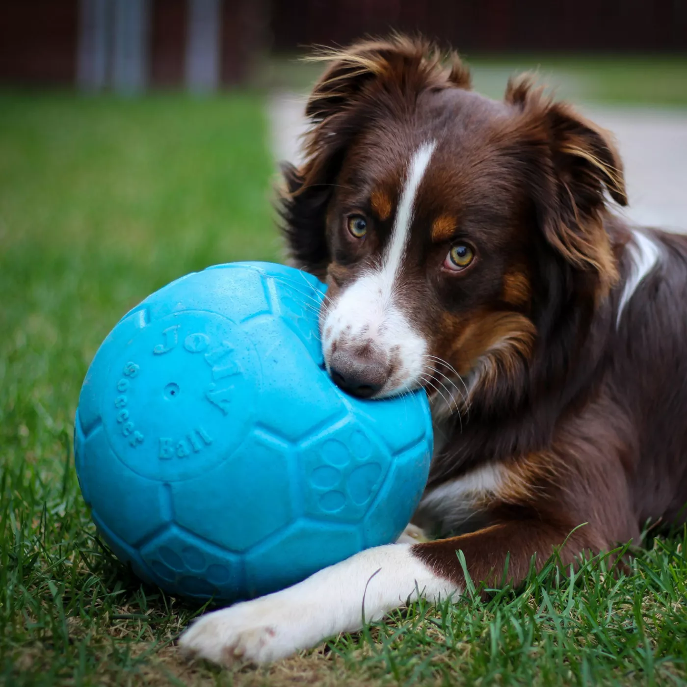 Dog with soccer ball hotsell