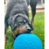 Jolly Pets Soccer Ball Dog Toy image thumbnail 4