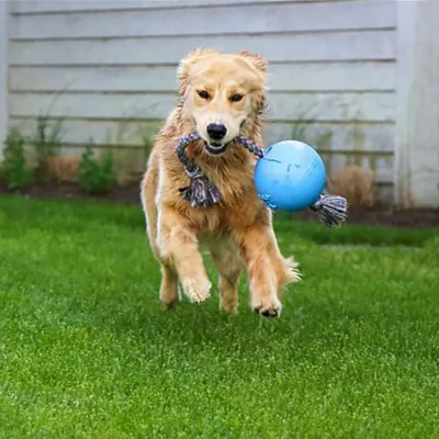 Product Jolly Pets Romp-n-Roll Dog Toy
