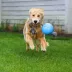 Jolly Pets Romp-n-Roll Rope & Ball Dog Toy image thumbnail 5