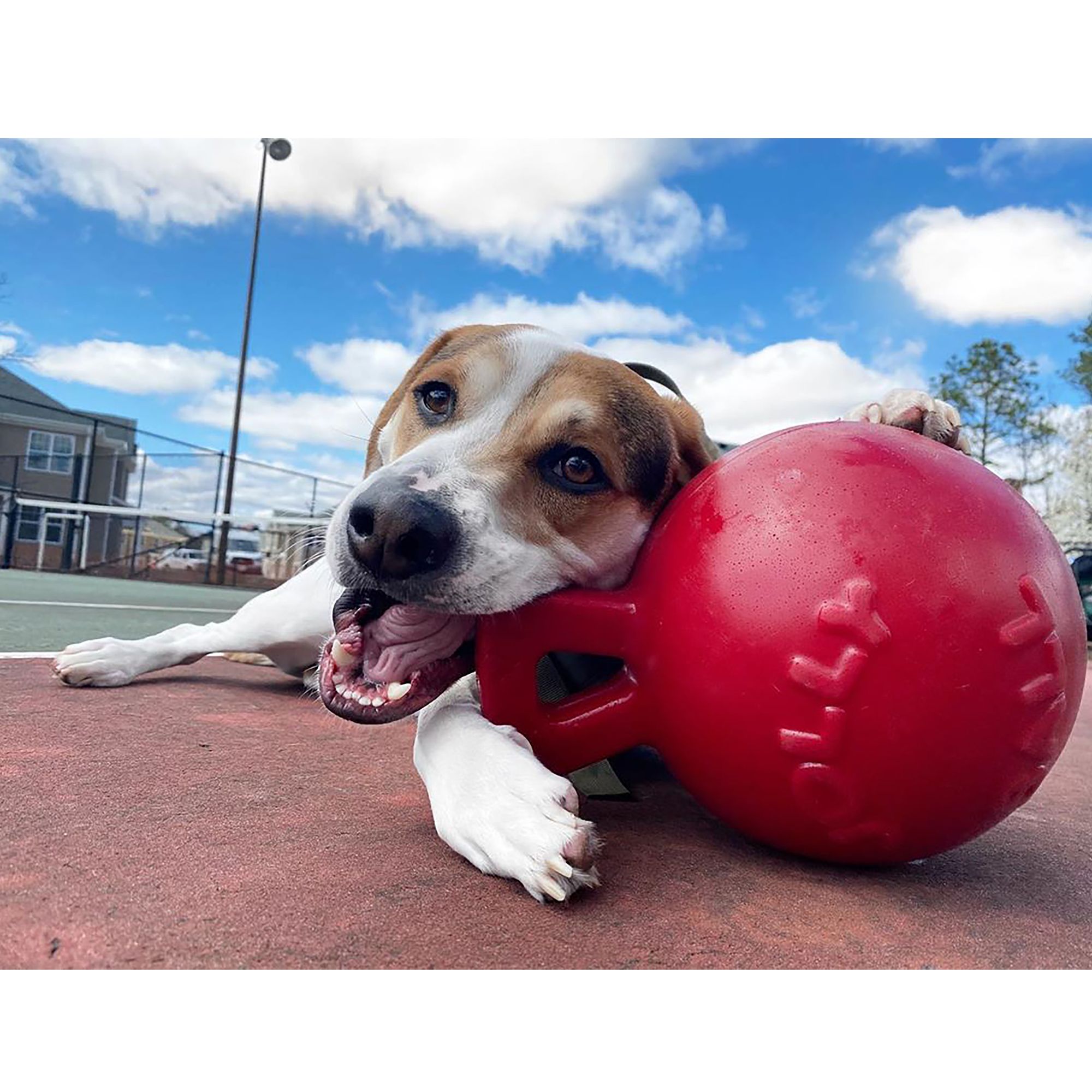 Jolly Pets Tug-n-Toss Hundespielzeug – Punktresistent & Mit Waldbeerenduft