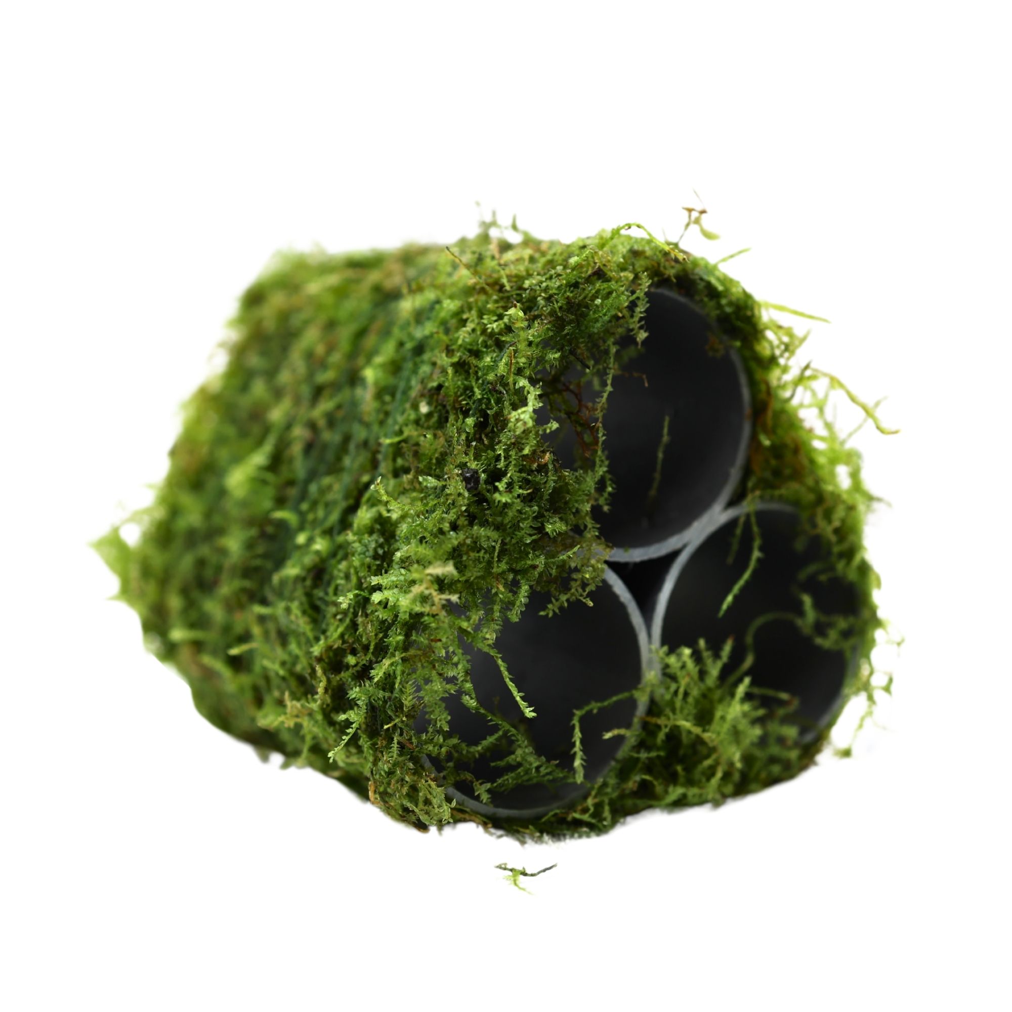 トップス GADID ANONIEM QUIMBY / MOSS size0 Top Fin® Shrimp Moss Pyramid Live Plant