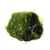 Top Fin® Shrimp Moss Pyramid Live Plant image thumbnail 2