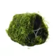 Product Top Fin® Shrimp Moss Pyramid Live Plant