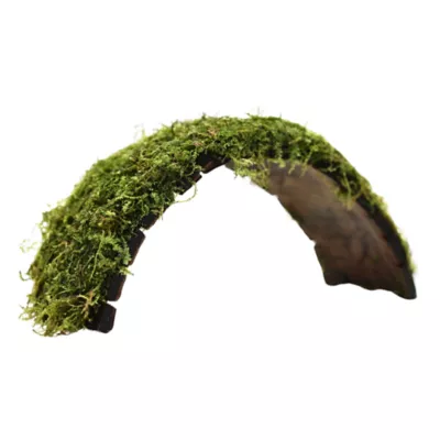 Product Top Fin® Shrimp Moss & Coconut Bridge Live Aquatic Plant