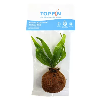 Product Top Fin® Java Fern and Cico Fiber Live Aquatic Plant