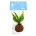 Top Fin® Java Fern and Cico Fiber Live Aquatic Plant image thumbnail 4