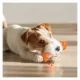 Product Nylabone® Sneaky Snacker Chew & Treat Dog Toy - Bacon Flavor
