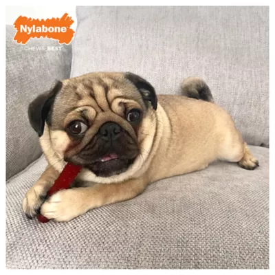 Product Nylabone® Power Chew Basted Blast Dog Toy - 2 Pack, Bacon & Steak Flavor