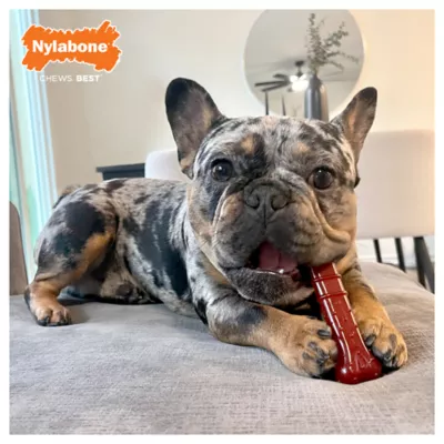 Product Nylabone® Power Chew Basted Blast Dog Toy - Bacon & Steak Flavor