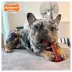 Nylabone® Power Chew Basted Blast  Dog Toy, Bacon & Steak Flavor image thumbnail 4