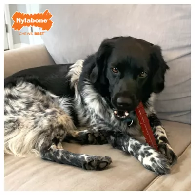 Product Nylabone® Power Chew Basted Blast Dog Toy - Bacon & Steak Flavor