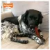 Nylabone® Power Chew Basted Blast  Dog Toy, Bacon & Steak Flavor image thumbnail 4