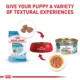 Product Royal Canin Size Health Nutrition X-Small Breed Puppy Dog Wet Food - 3 oz