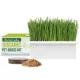 Product The Cat Ladies Bamboo Fiber Planter Organic Pet Grass Kit