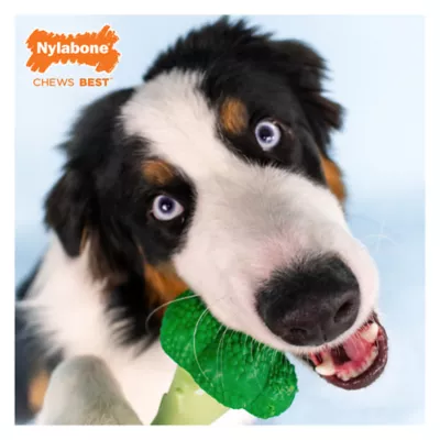 Product Nylabone® Power Chew Broccoli "Brocc' On!" Dog Toy - Bacon & Cheese Flavor