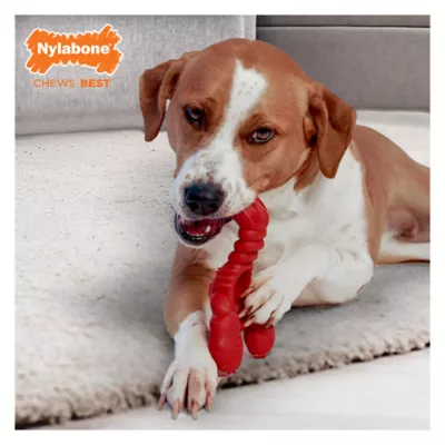 Product Nylabone® Power Chew Lobster "I'm Claw-some!" Dog Toy - Filet Mignon Flavor