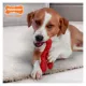 Product Nylabone® Power Chew Lobster "I'm Claw-some!" Dog Toy - Filet Mignon Flavor