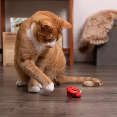 Product Instincts SmartyKat Rumble Bug Electronic Motion Cat Toy