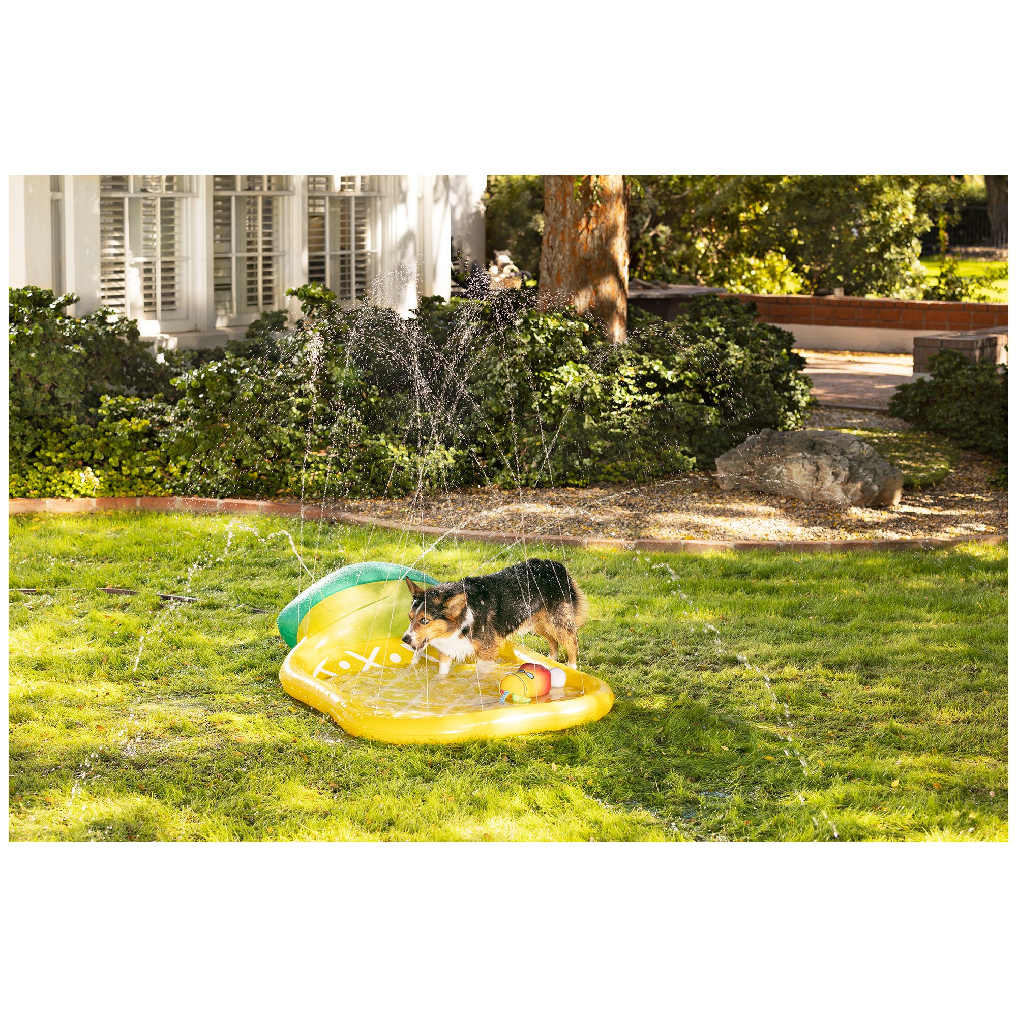 Petsmart grass outlet pad