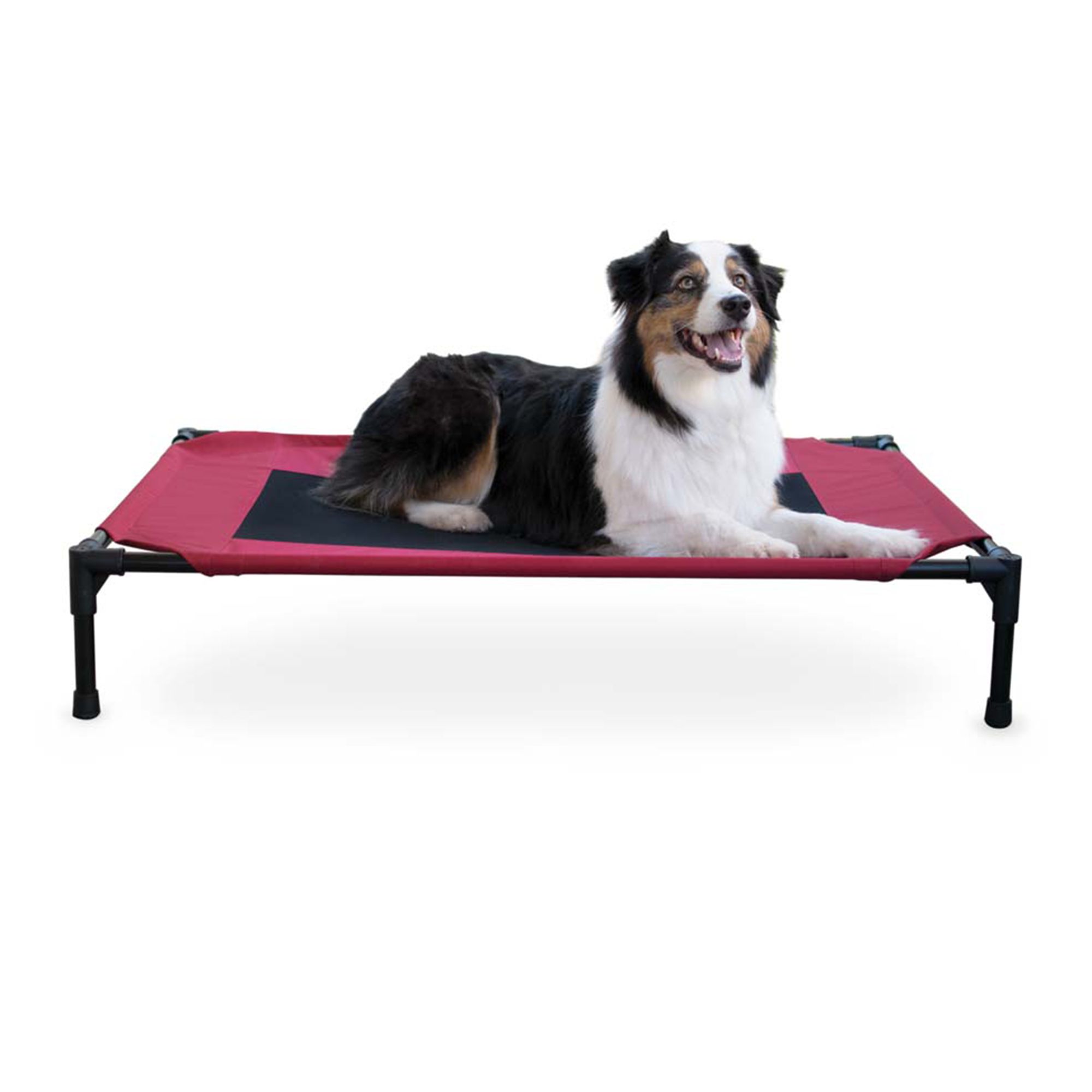 Petsmart elevated shop dog bed