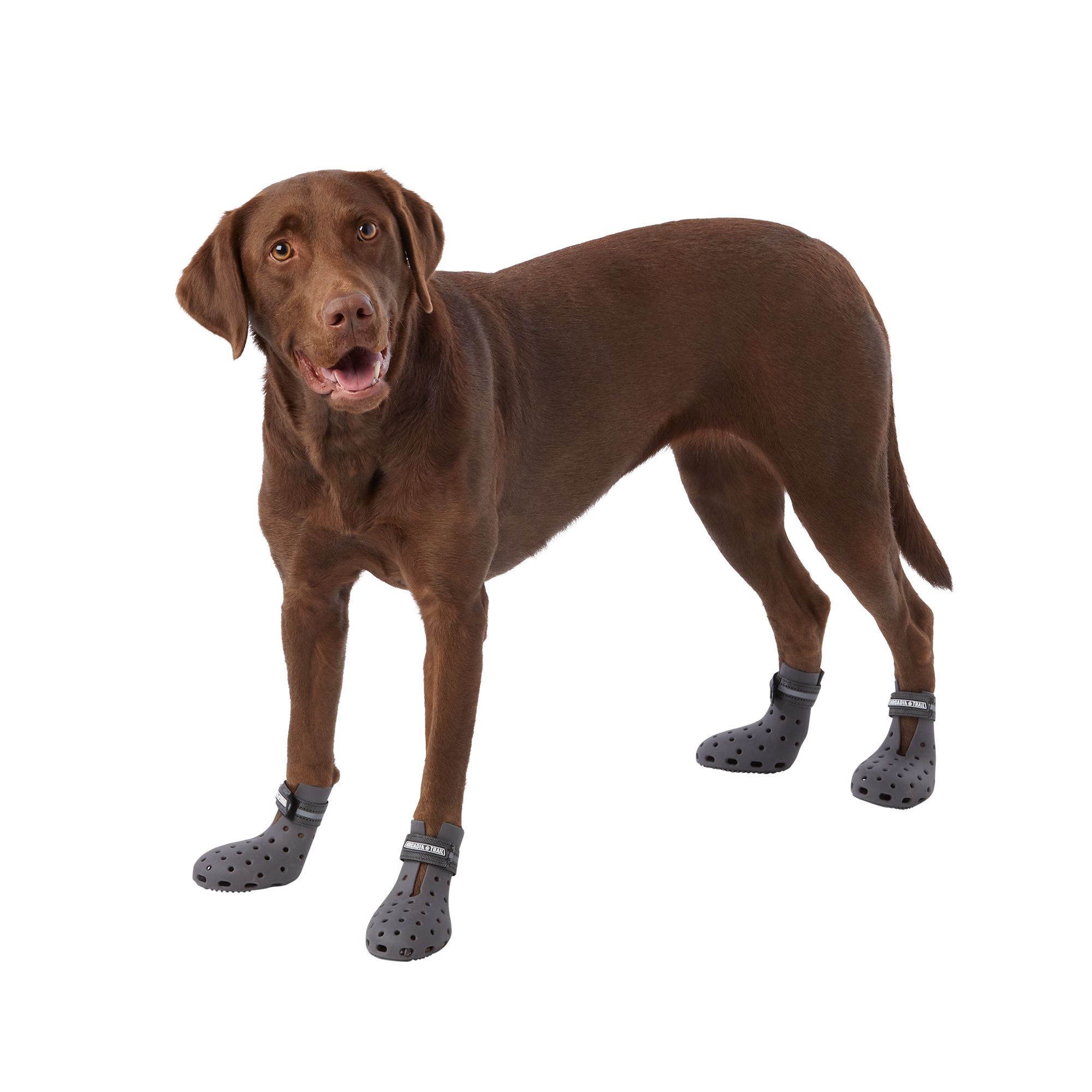 what size shoe does my dog wear