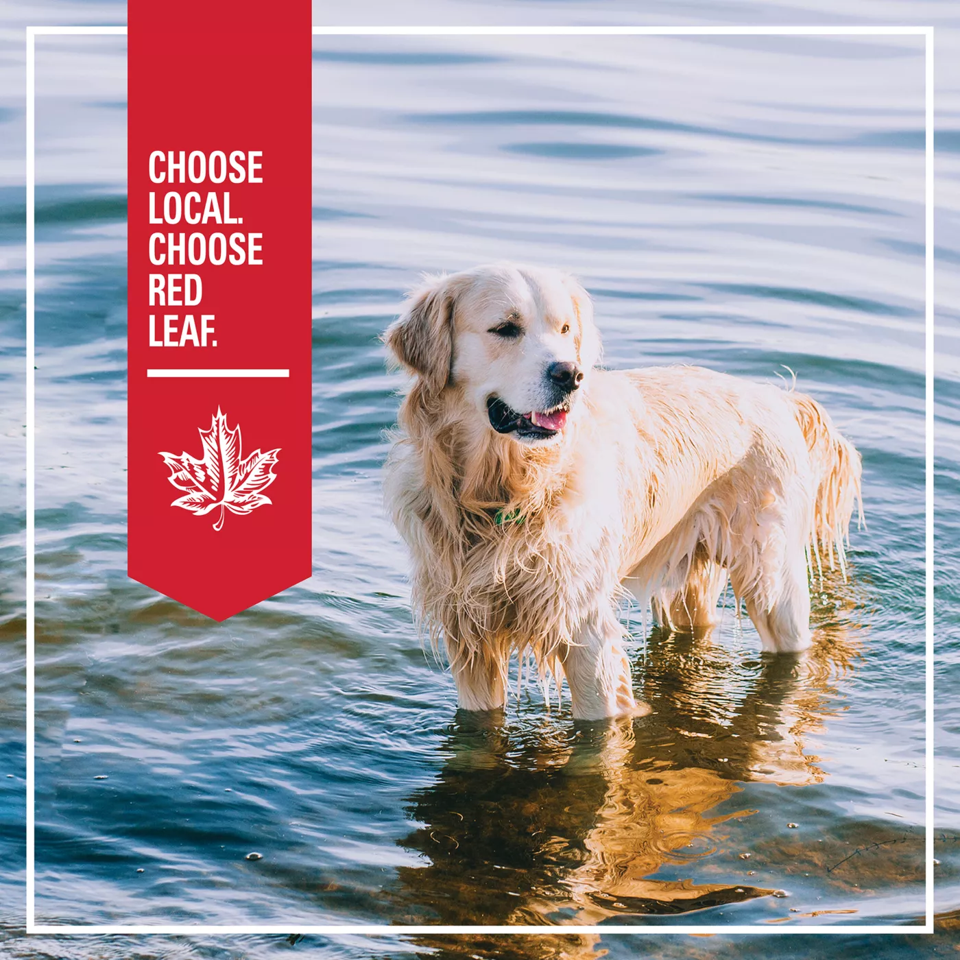 Product Red Leaf Grain Free Dry Dog Food - Ocean Fish, Omega Fatty Acids