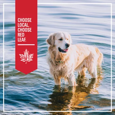 Product Red Leaf Grain Free Dry Dog Food - Ocean Fish, Omega Fatty Acids